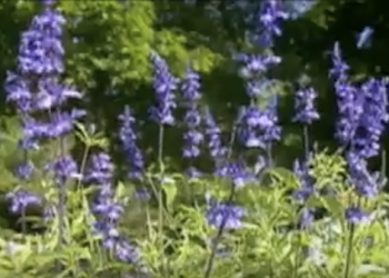 Blue Ridge Views News Videos