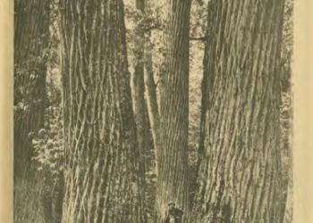 Katúah: Bioregional Journal of the Southern Appalachians, 1983–1993 Exhibit